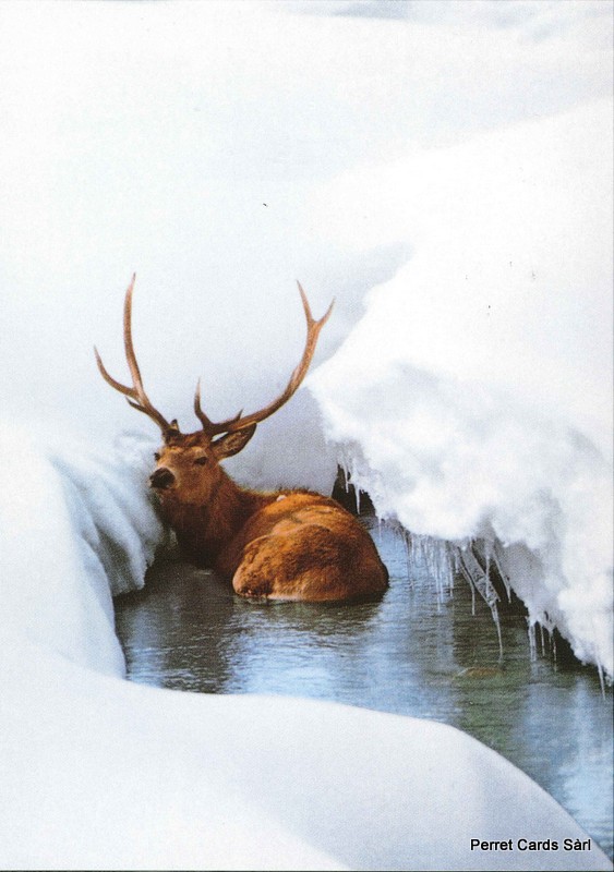 Postcards 00058 w Cerf