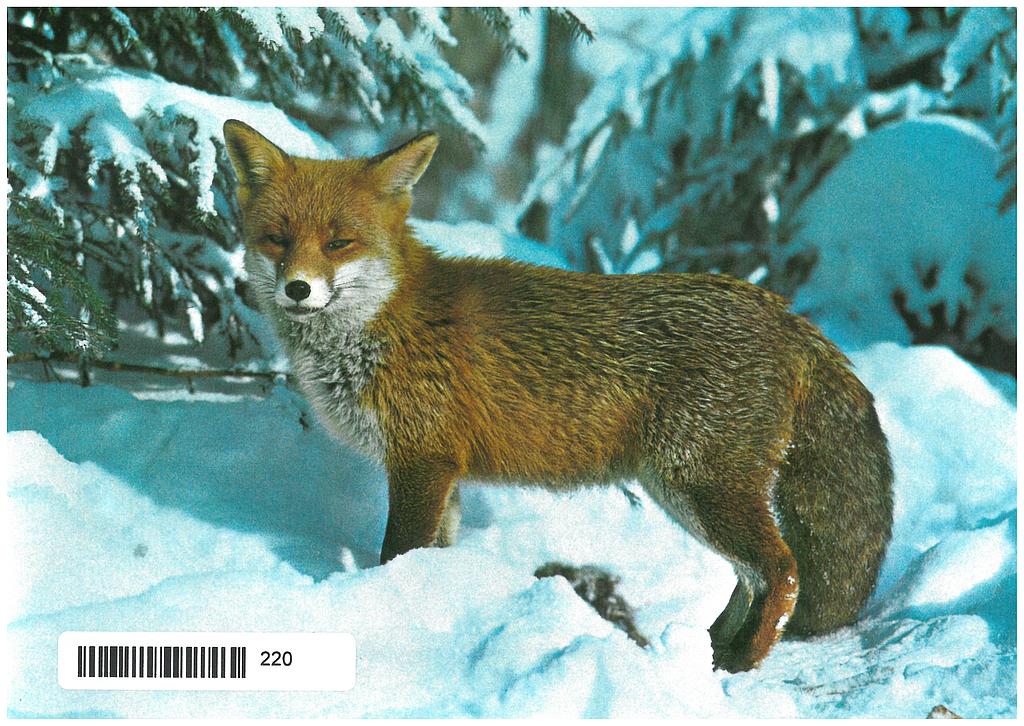 Postcards 00220 w Renard