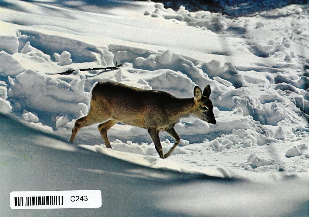 Postcards 00243 Cerf