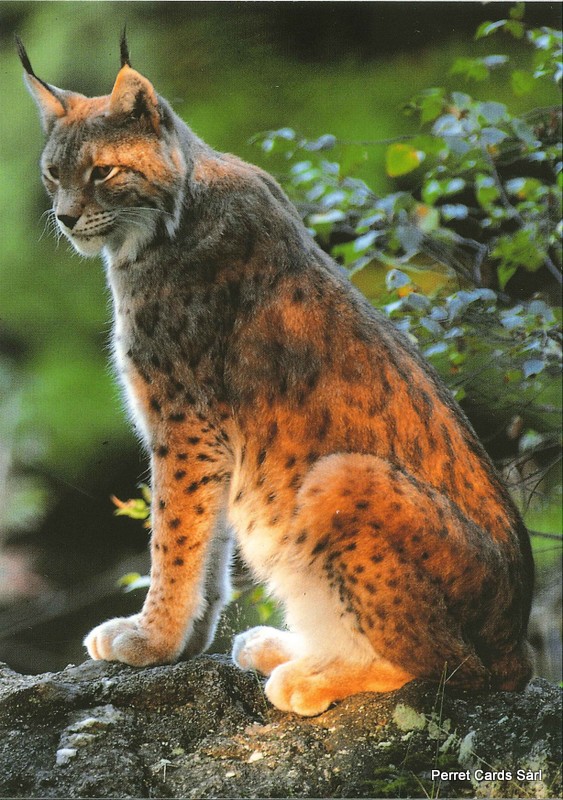 Postcards 00285 Lynx 