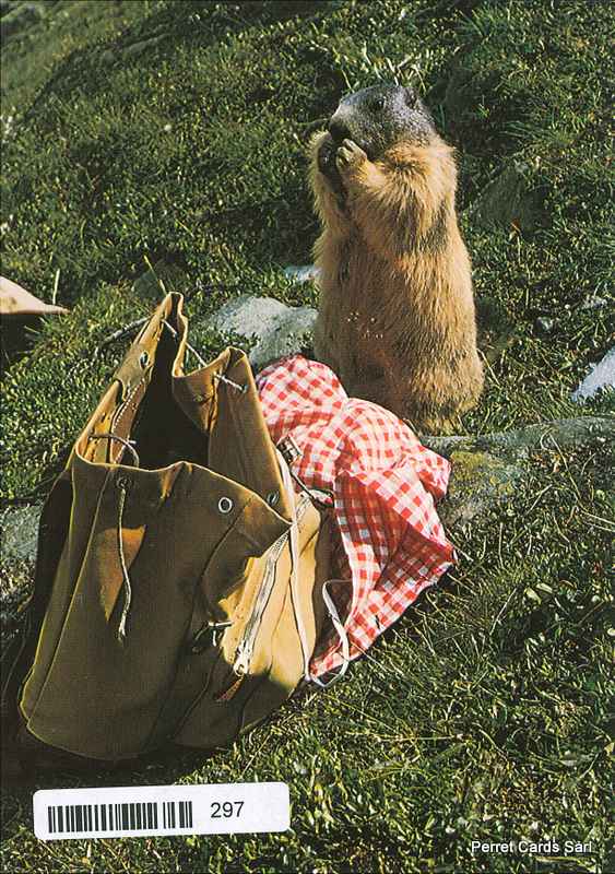 Postcards 00297 Marmotte 