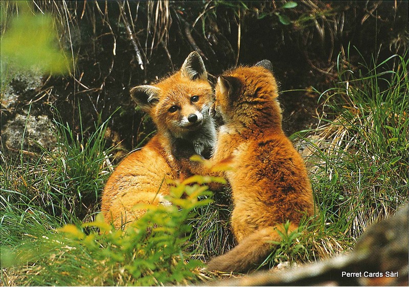 Postcards 00299 Renards