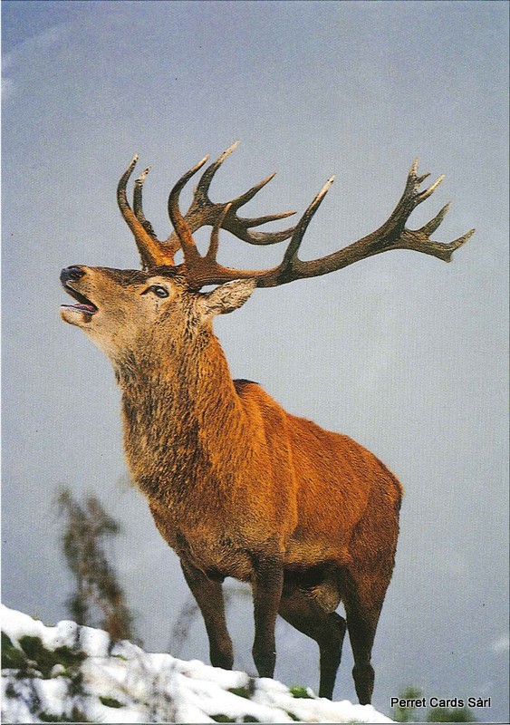 Postcards 00305 w Cerf