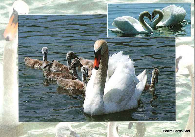 Postcards 00338 - Cygnes avec petits