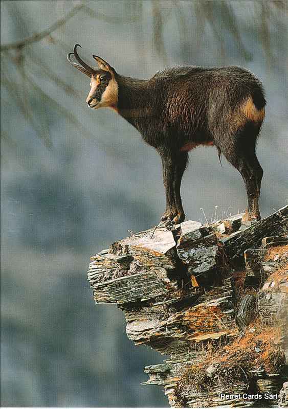 Postcards 00368 Chamois 