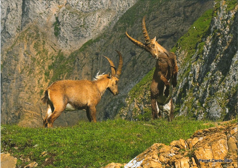 Postcards 00385 Steinbock