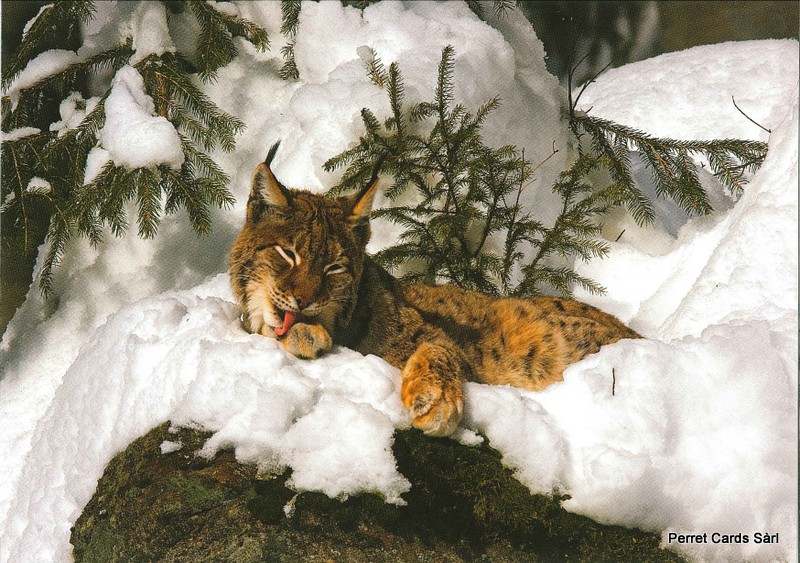 Postcards 00386 w Lynx 