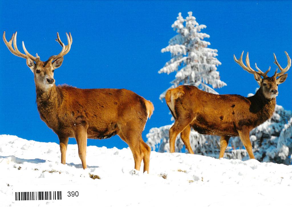 Postcards 00390 w Cerfs