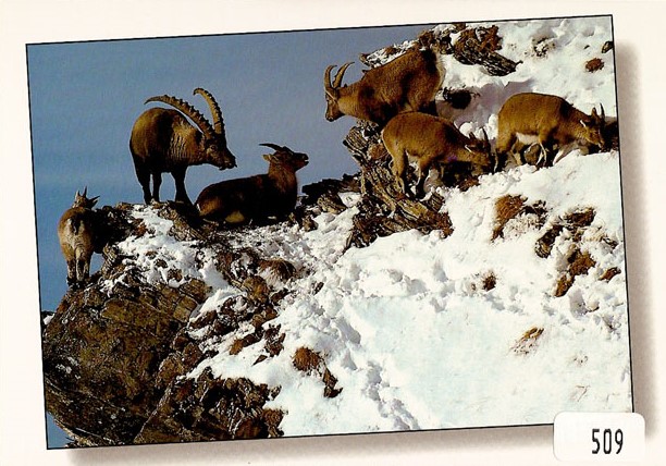 Postcards 00509 w Steinbock