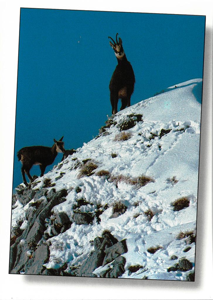 Postcards 00513 w Steinbock