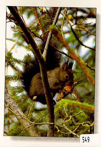 Postcards 00549Eichhörnchen