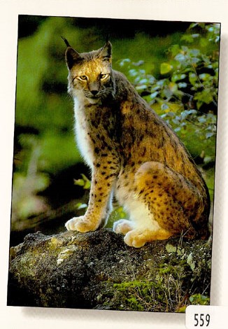 Postcards 00559 Lynx