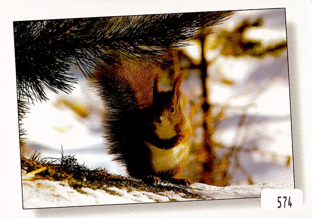 Postcards 00574 w Eichhörnchen