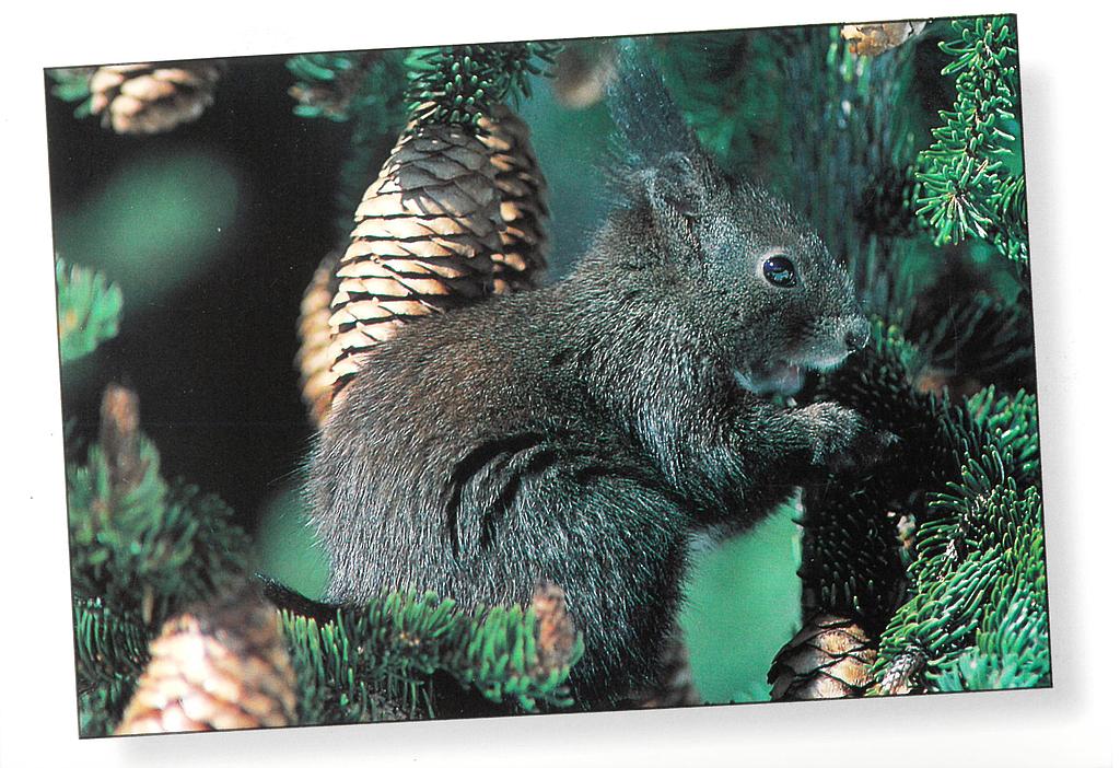 Postcards 00575 Eichhörnchen