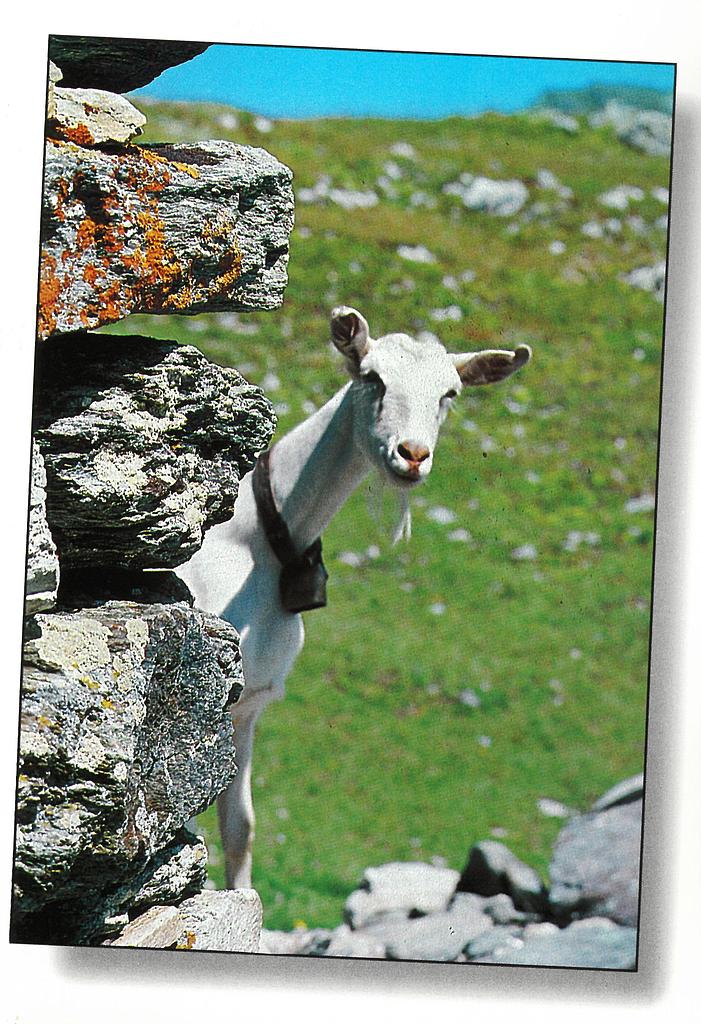 Postcards 00589 Chèvre