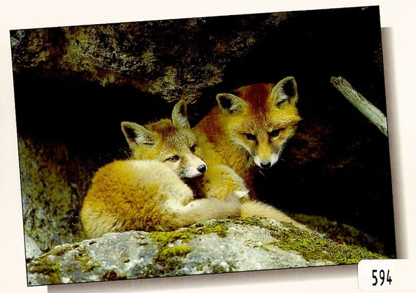 Postcards 00594 Renard