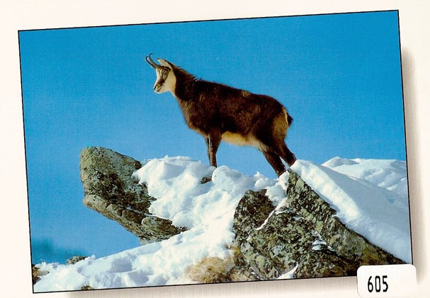 Postcards 00605 w Steinbock im Schnee