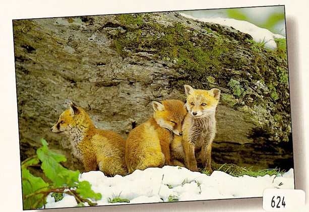 Postcards 00624  w Fuchs im Schnee