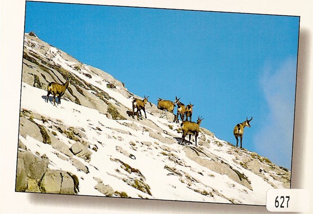 Postcards 00627 w Chamois dans la neige