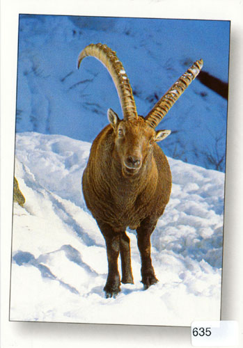 Postcards 00635 Steinbock