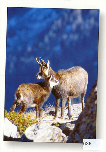 Postcards 00636 Chamois