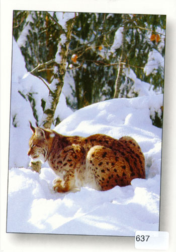 Postcards 00637 w Luchs