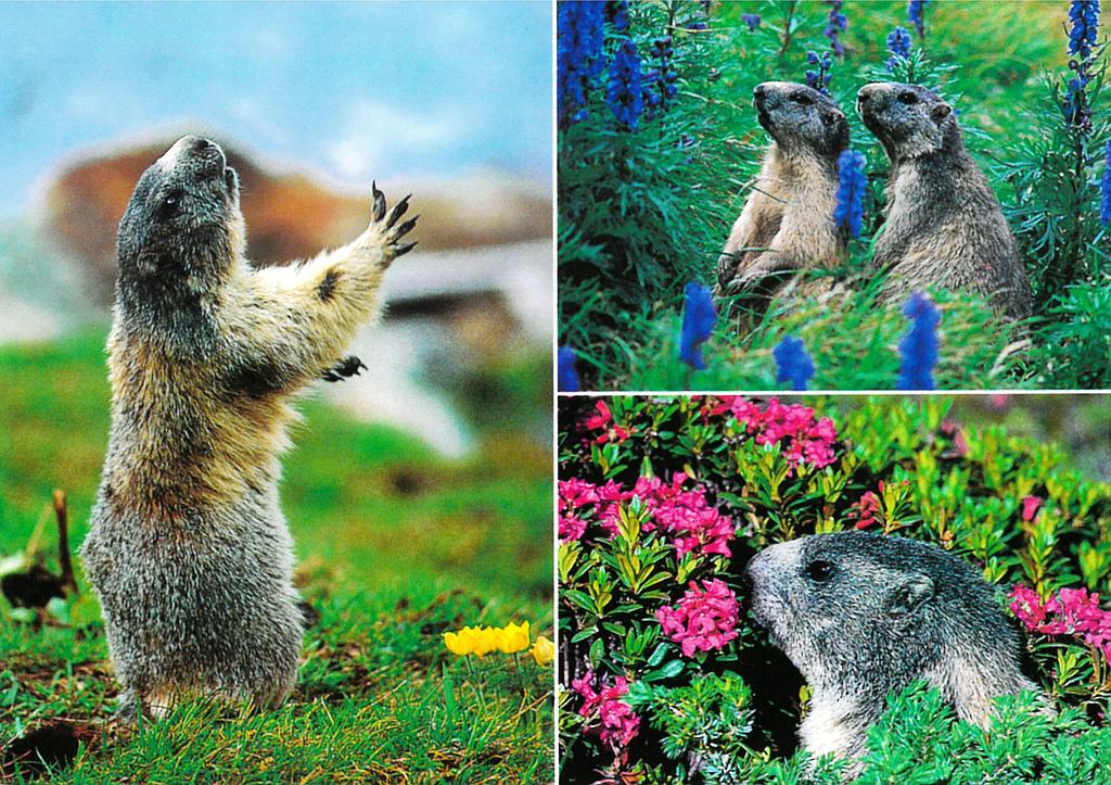 Postcards 05650 Marmottes 