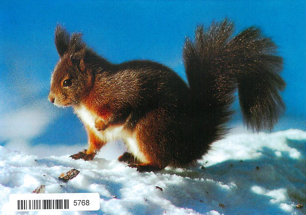 Postcards 05768 w Eichhörnchen