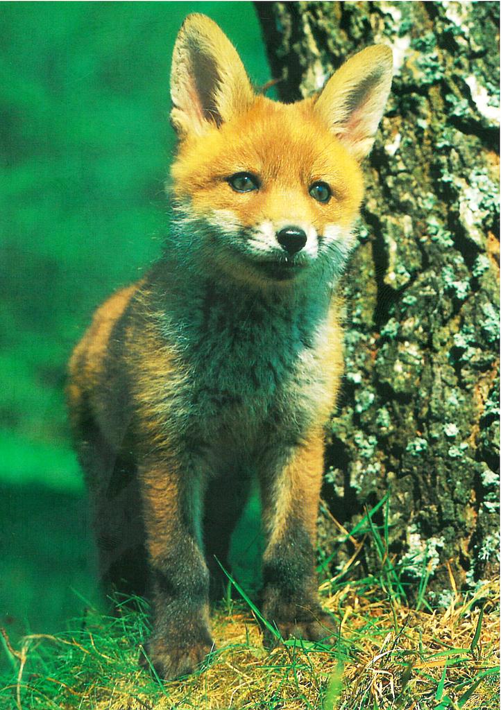 Postcards 05813 Fuchs