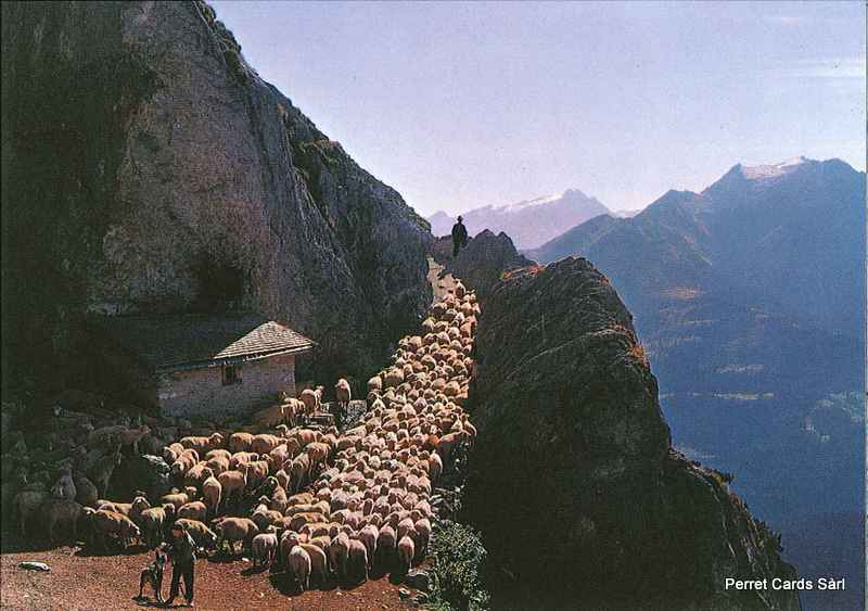 Postcards 19603 Schafe auf der Alp