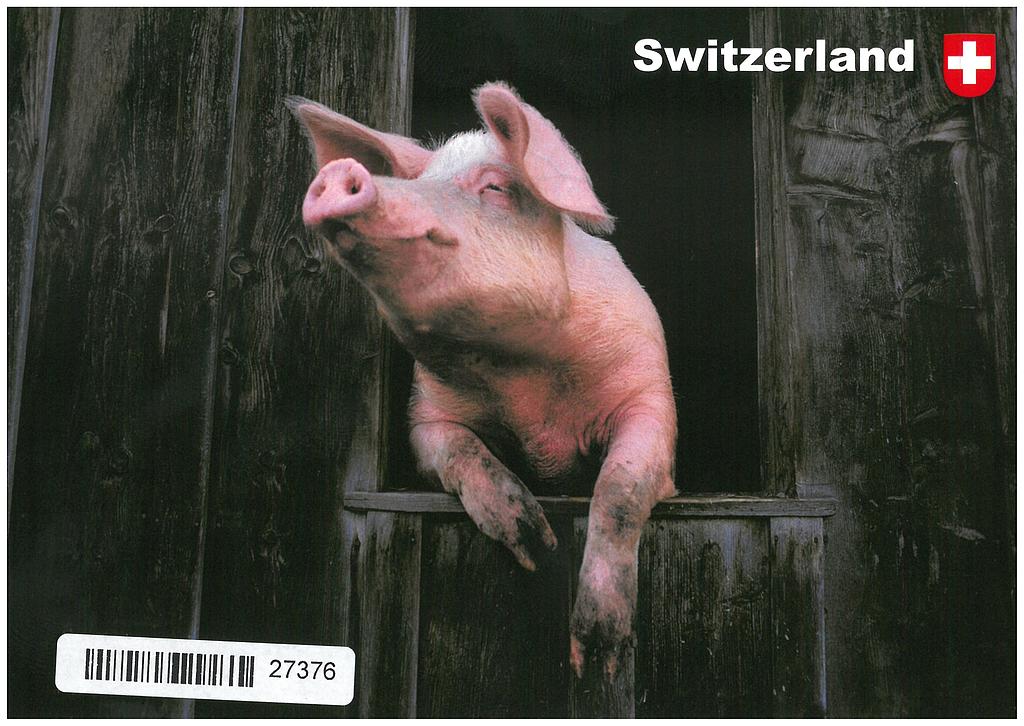 Postcards 27376 Schwein