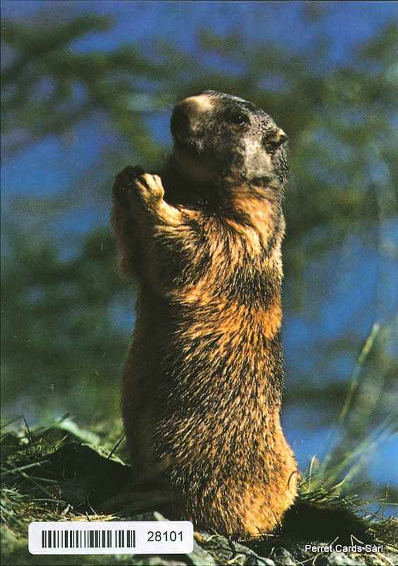 Postcards  28101 Marmotte