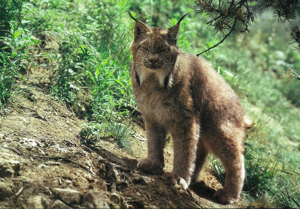 Postcards  28273 Lynx