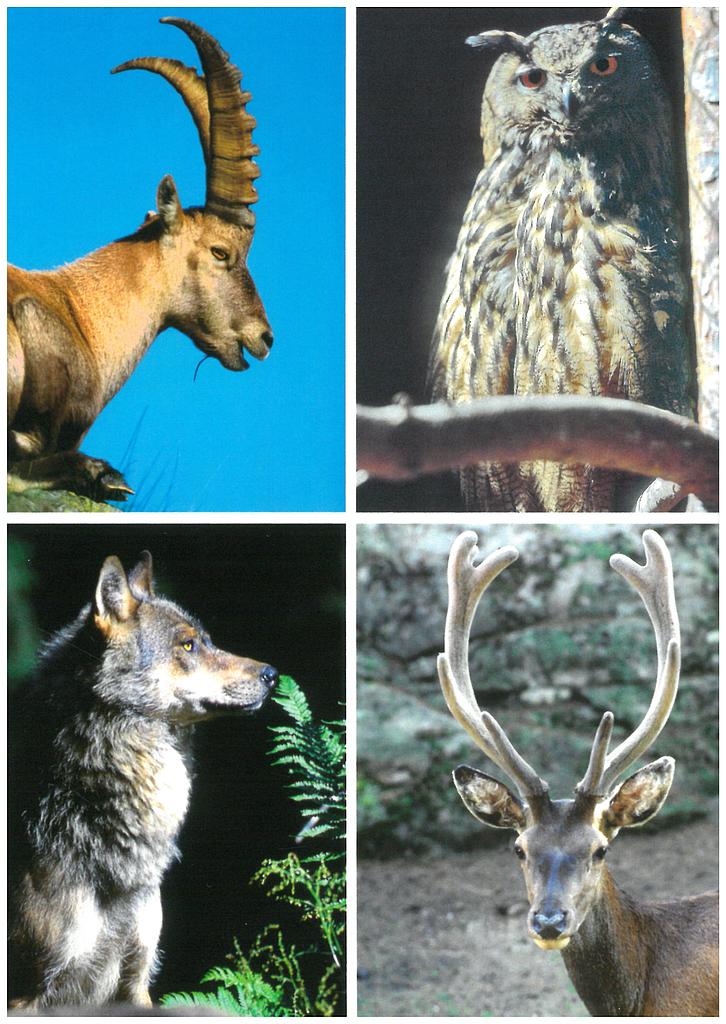 Postcards 96004 Bouquetin, hibou, loup, cerf