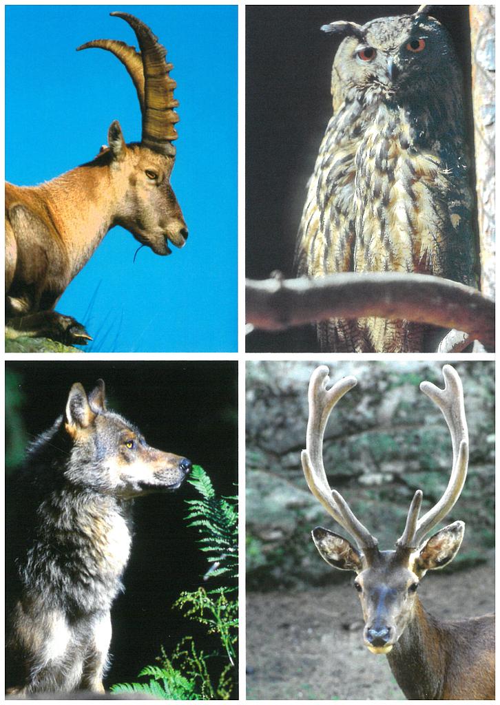 Postcards 96004 Steinbock, Uhu, Wolf, Hirsch