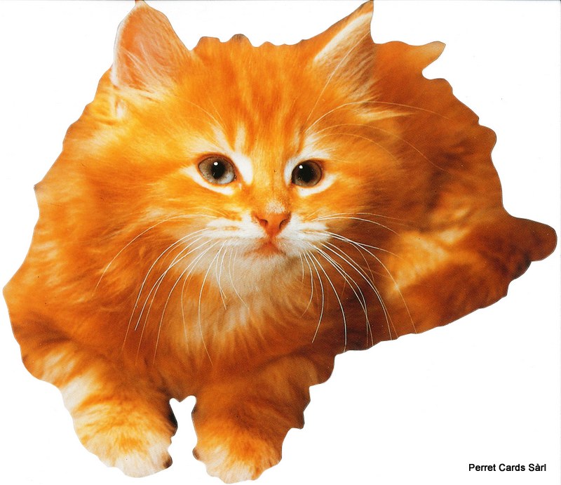Postcards A5 CUT 01006 Katze