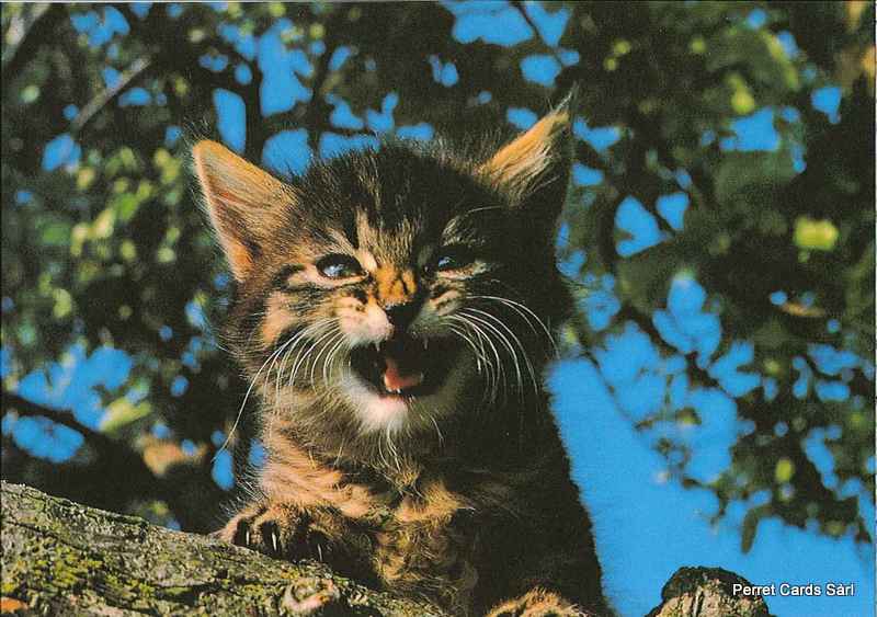Postcards 00337 (N145) Katze auf Baum