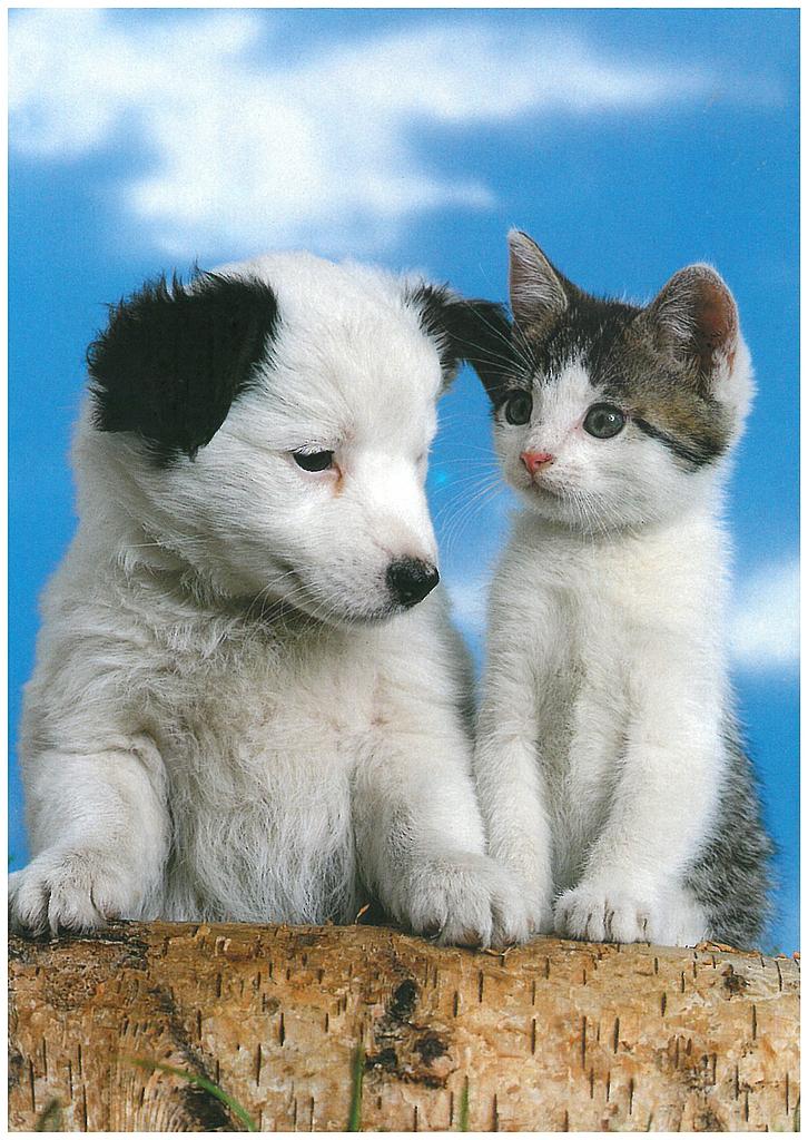 Postcards 00348 Katze und Hund