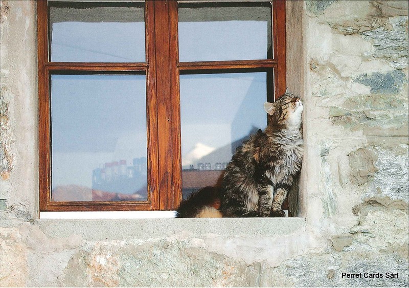 Postcards 25794 Katze