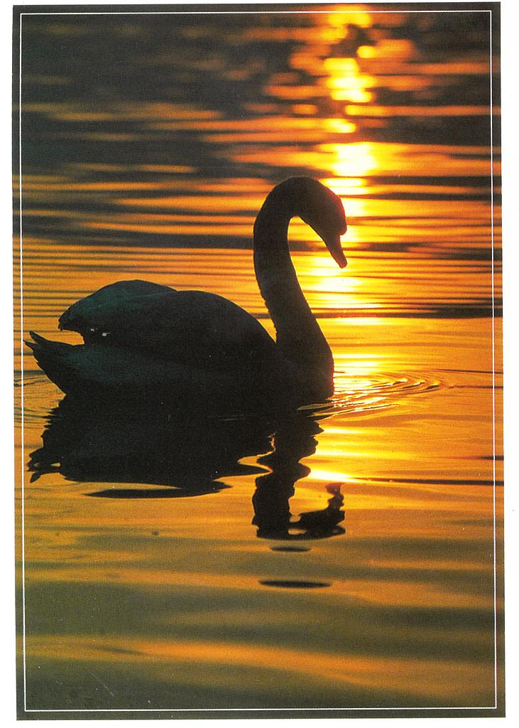 Postcards 0616 Schwan