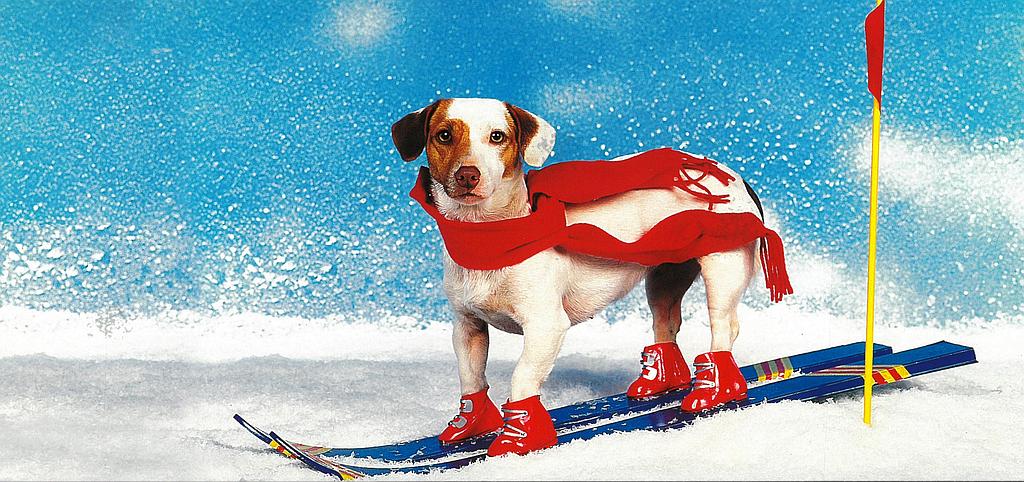 Postcards Pano 01158 w Hund auf Skiern