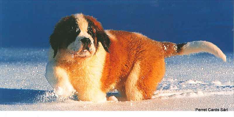 Postcards Pano 01160 w Bernhardinerhund im Schnee
