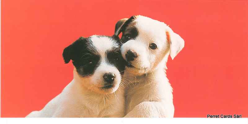 Postcards Pano 01204 Junge Hunde