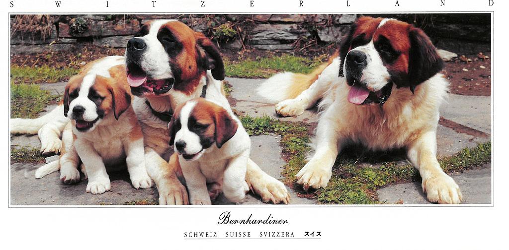 Postcards Pano 45369 chiens St-Bernard 