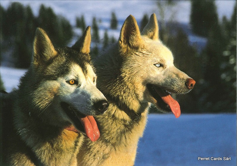 Postcards 00336 w Huskies [