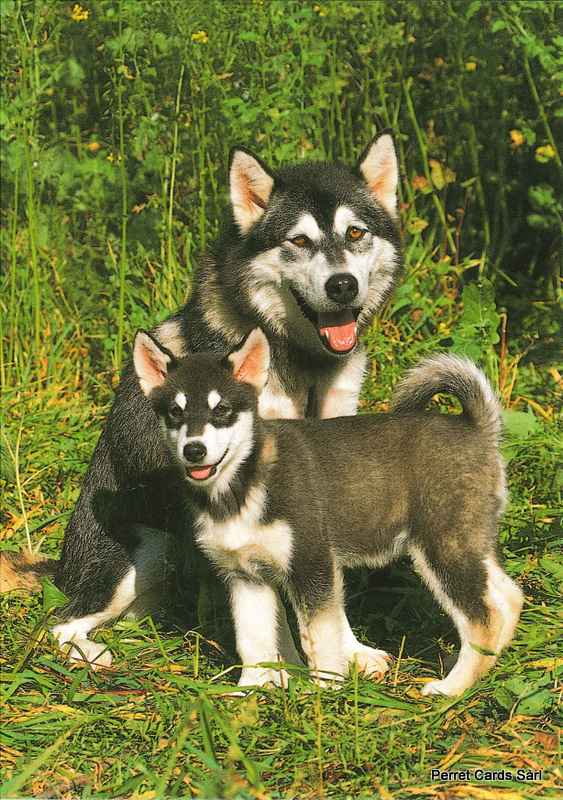 Postcards 00353 Husky's 