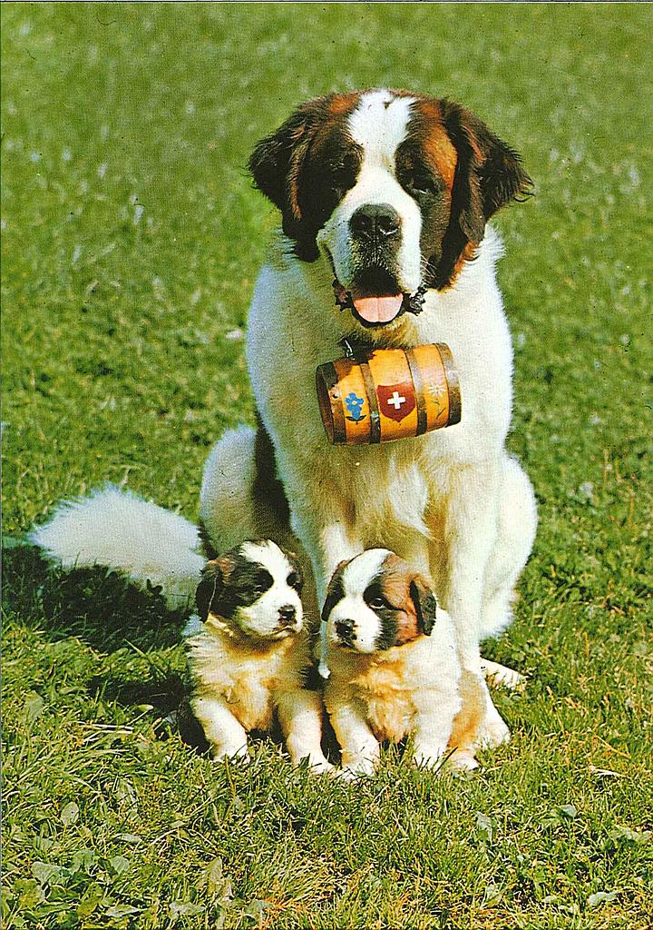 Postcards 04790 St-Bernard avec petits