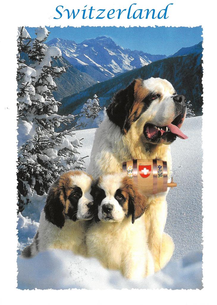 Postcards 06083 w Saint-Bernard 