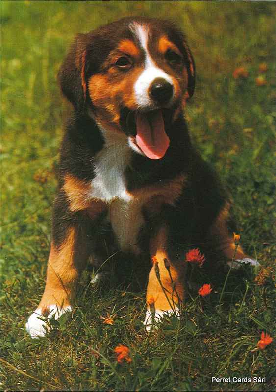 Postcards 06941 SOLDE(N145) Junger Appenzeller Hund