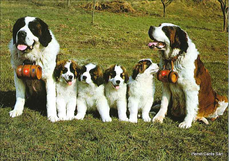 Postcards 06943 Couple de St-Bernard avec petits